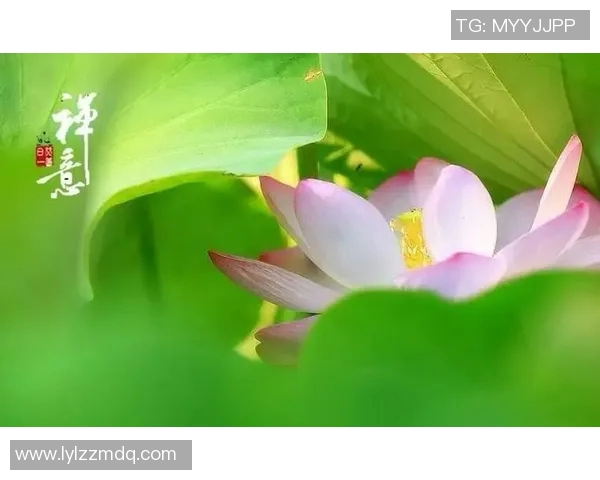 悠扬太极扇音乐mp3下载体验传统文化之美与内心的宁静